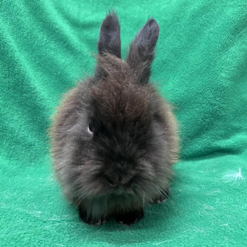 Enlarge Wooly Mammoth, a Adoptable Lionhead in Oak Park, IL image 2/6