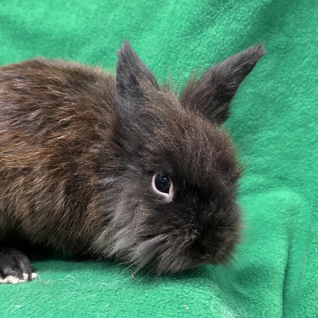 Enlarge Wooly Mammoth, a Adoptable Lionhead in Oak Park, IL image 3/6