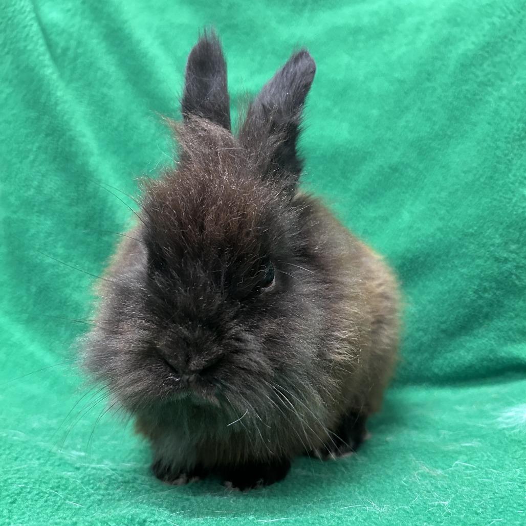 Enlarge Wooly Mammoth, a Adoptable Lionhead in Oak Park, IL image 4/6