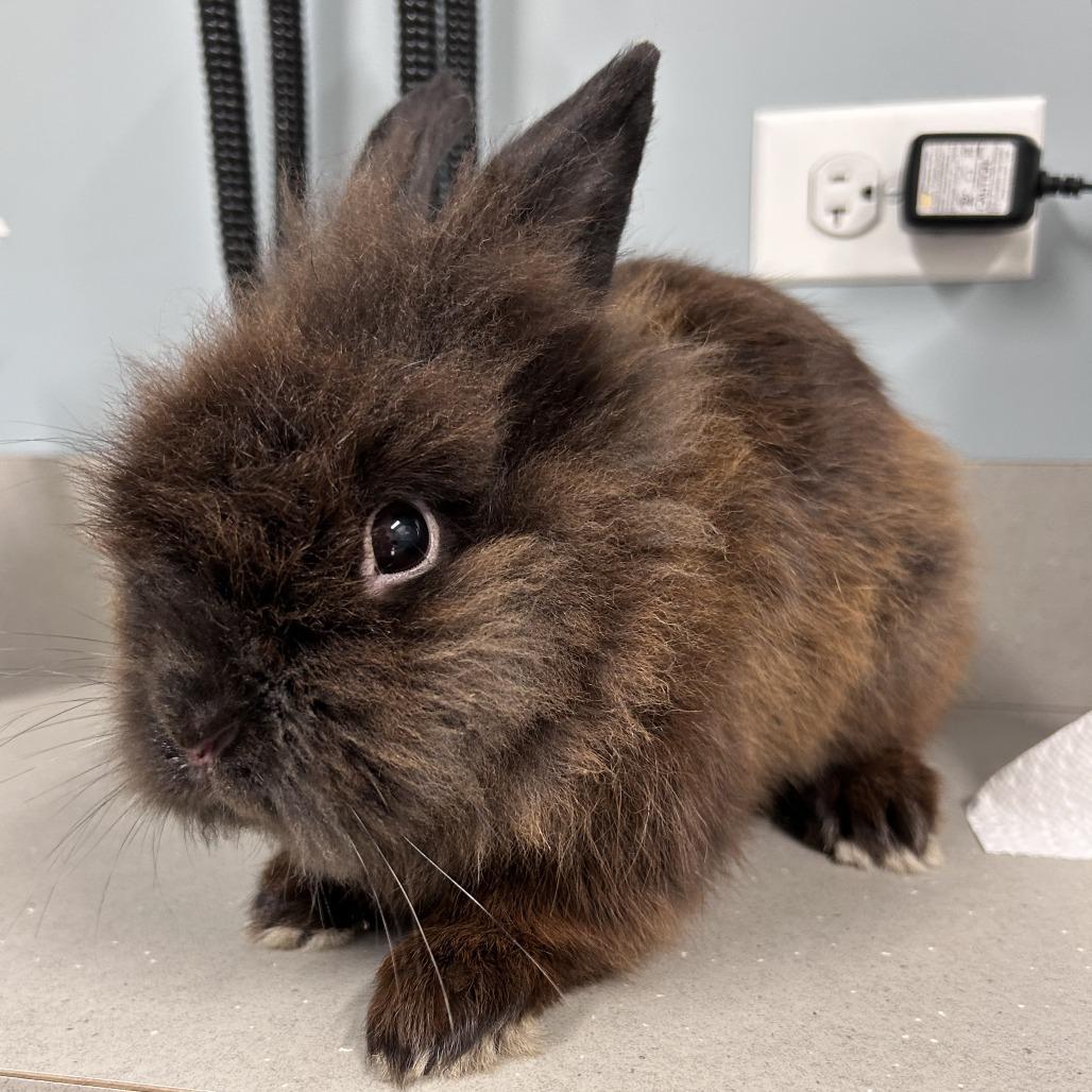 Enlarge Wooly Mammoth, a Adoptable Lionhead in Oak Park, IL image 5/6