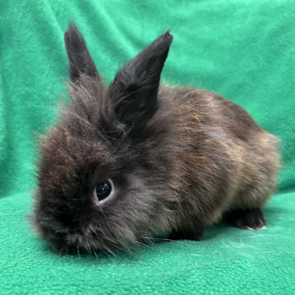 Enlarge Wooly Mammoth, a Adoptable Lionhead in Oak Park, IL image 6/6