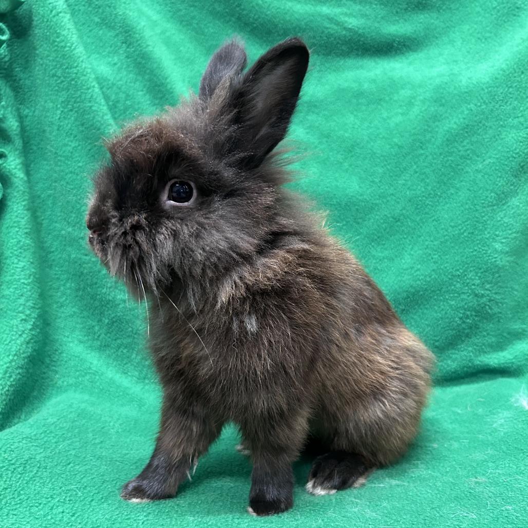 Wooly Mammoth, Adoptable, Adult Male Lionhead.