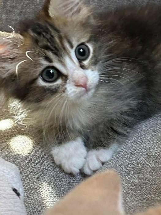 Coco, adopted, Kitten Female Domestic Medium Hair.
