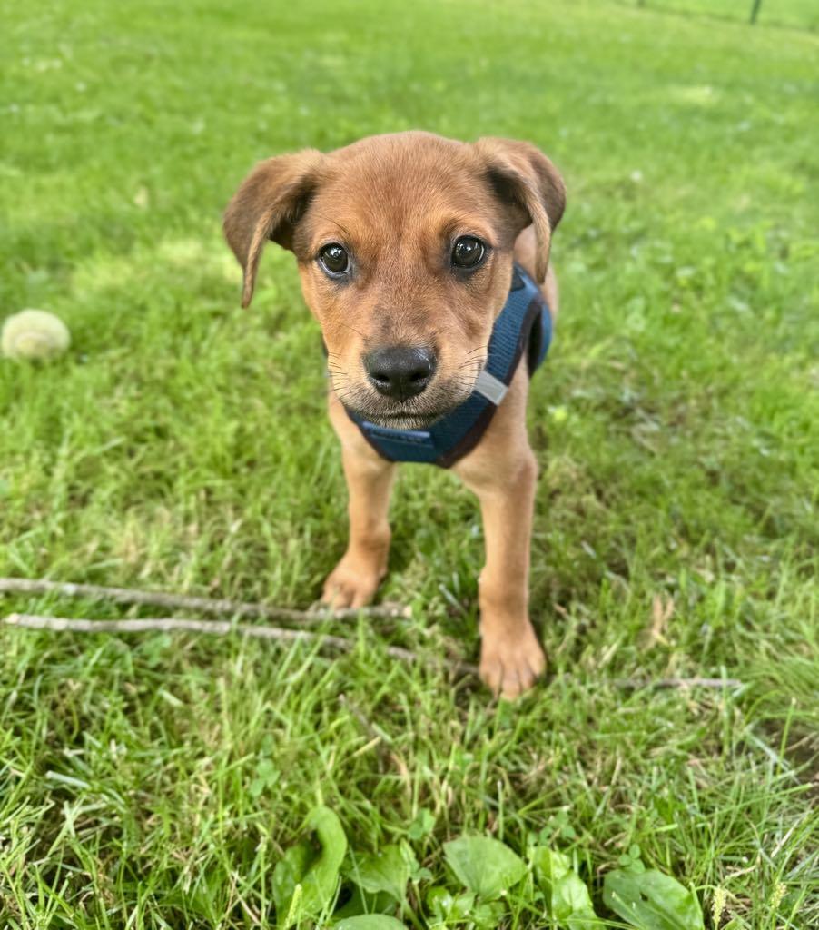 Lily, Adopted, Puppy Female Shepherd & Retriever.