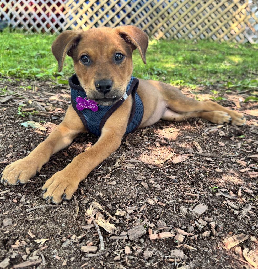 Enlarge Lily, a Adopted mixed breed in Wilder, VT image 3/6