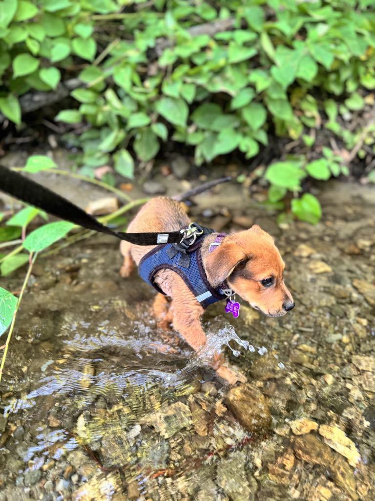 Enlarge Lily, a Adopted mixed breed in Wilder, VT image 4/6