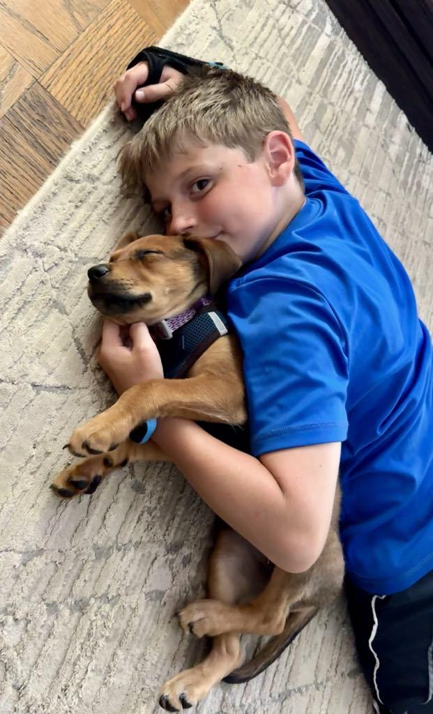 Enlarge Lily, a Adopted mixed breed in Wilder, VT image 5/6