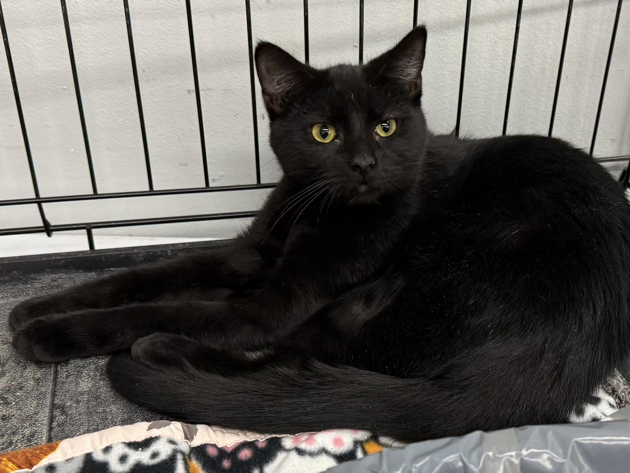 Enlarge WEDNESDAY, a Adoptable Domestic Short Hair in Lake Ozark, MO image 3/3