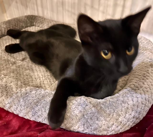 WEDNESDAY, Adoptable, Young Female Domestic Short Hair.