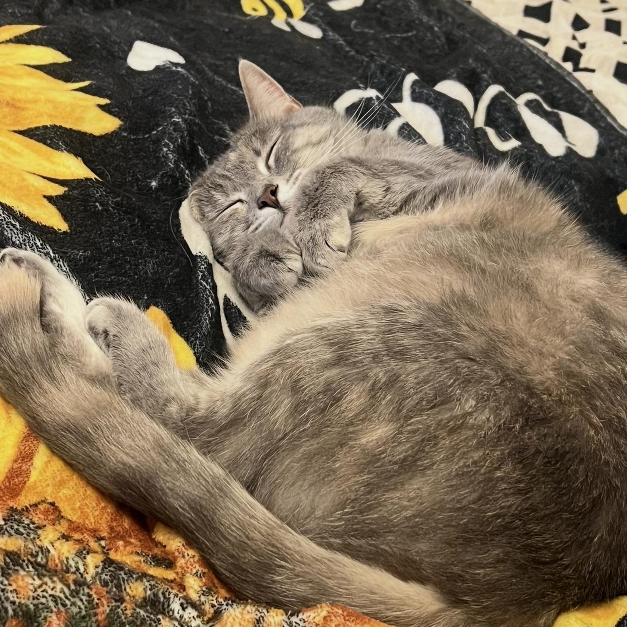 Enlarge LUCY, a Adoptable Domestic Short Hair in Pittsburgh, PA image 2/2