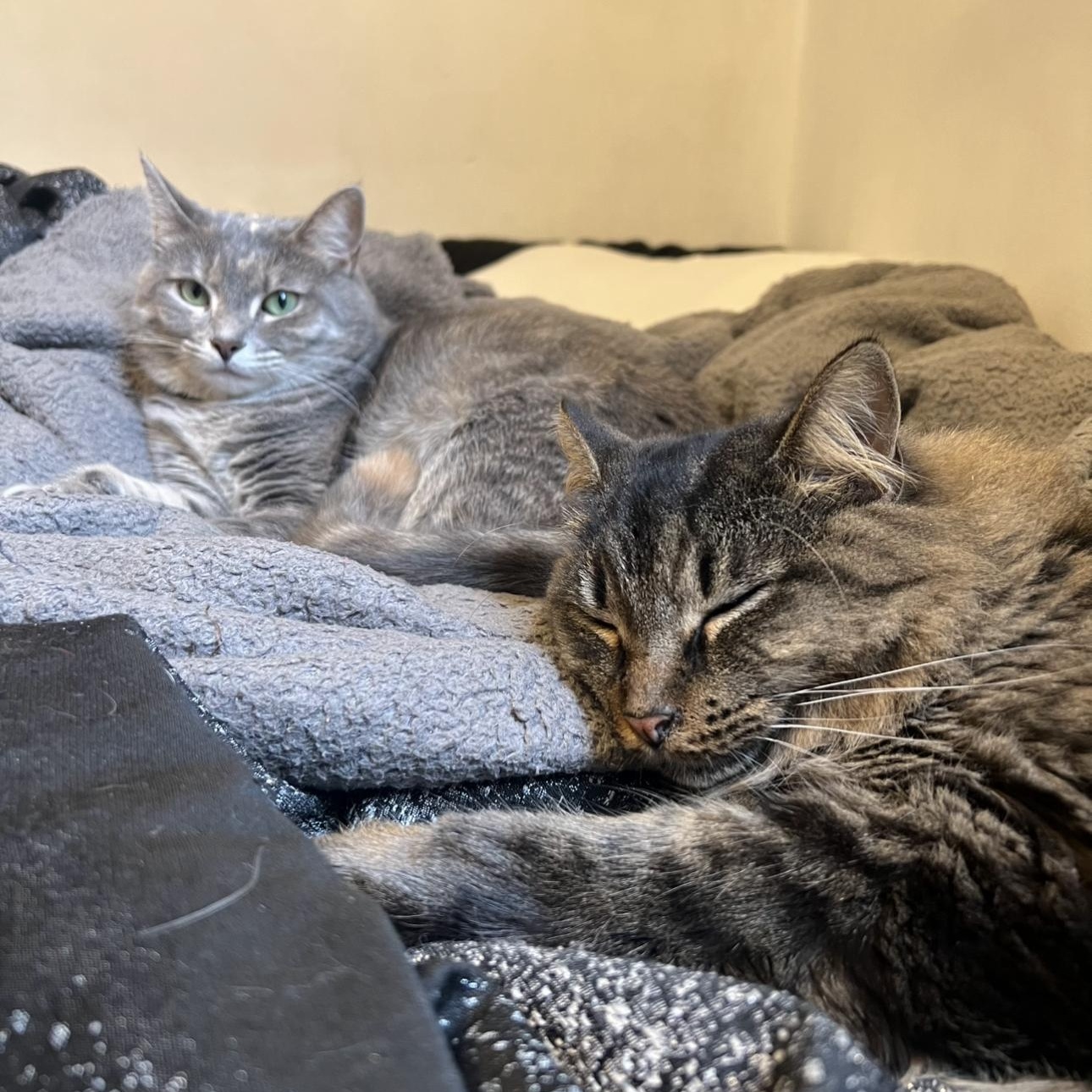 LUCY, Adoptable, Adult Female Domestic Short Hair.