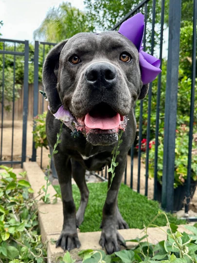 Kuma, a Adoptable Cane Corso in Redlands, CA image 1/3