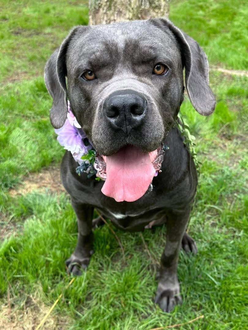Kuma, a Adoptable Cane Corso in Redlands, CA image 2/3