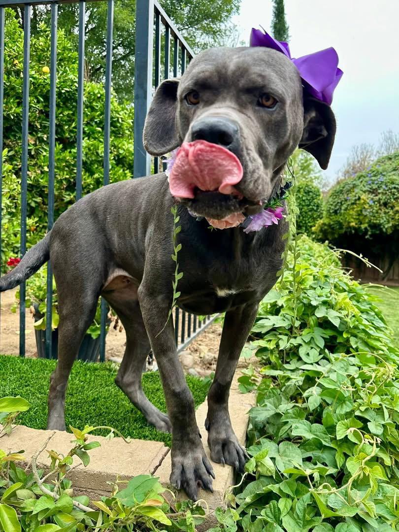 Kuma, a Adoptable Cane Corso in Redlands, CA image 3/3