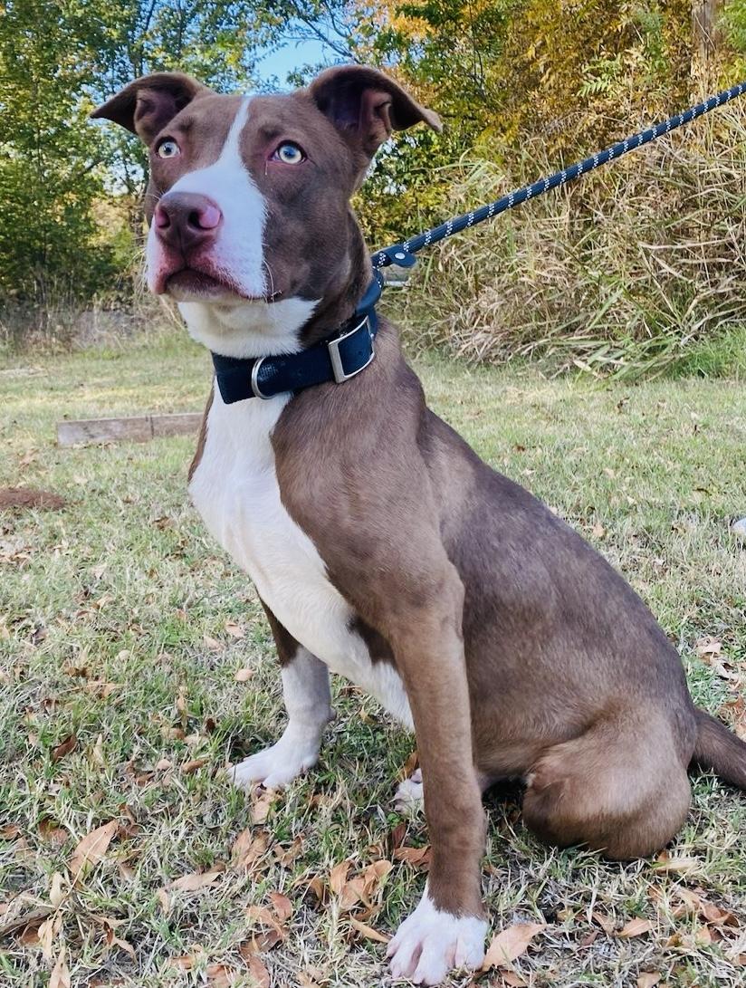 Scout, Adoptable, Young Male Pit Bull Terrier.