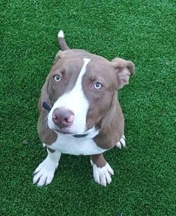 Scout, a Adoptable mixed breed in Oklahoma City, OK image 2/2