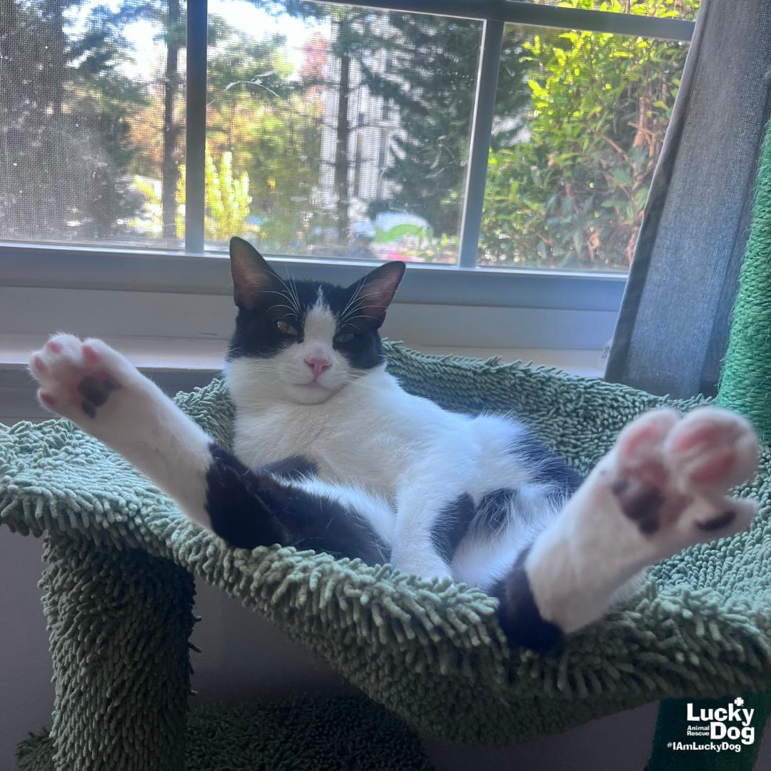 Enlarge Teeny, a Adopted Domestic Short Hair in Washington, DC image 1/3