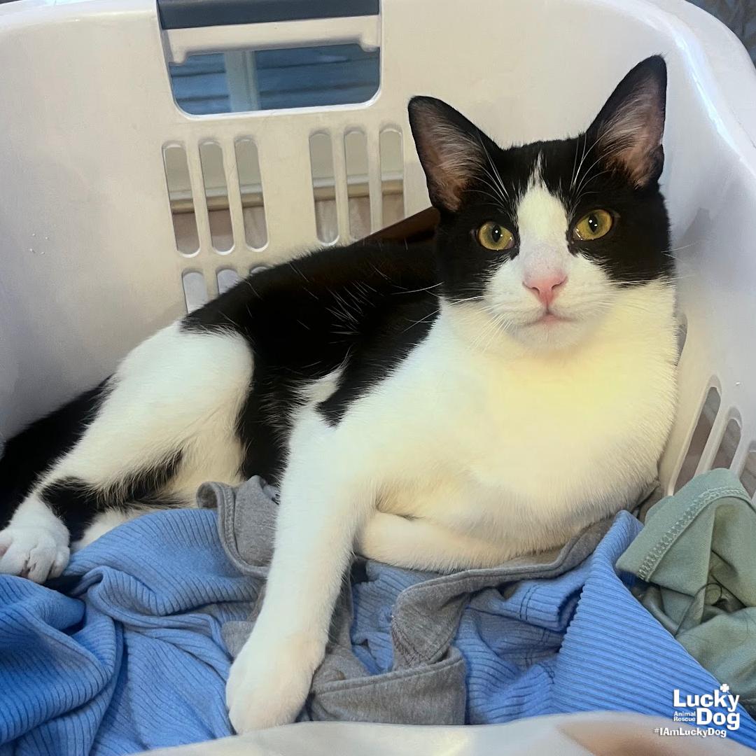 Teeny, Adoptable, Kitten Male Domestic Short Hair.