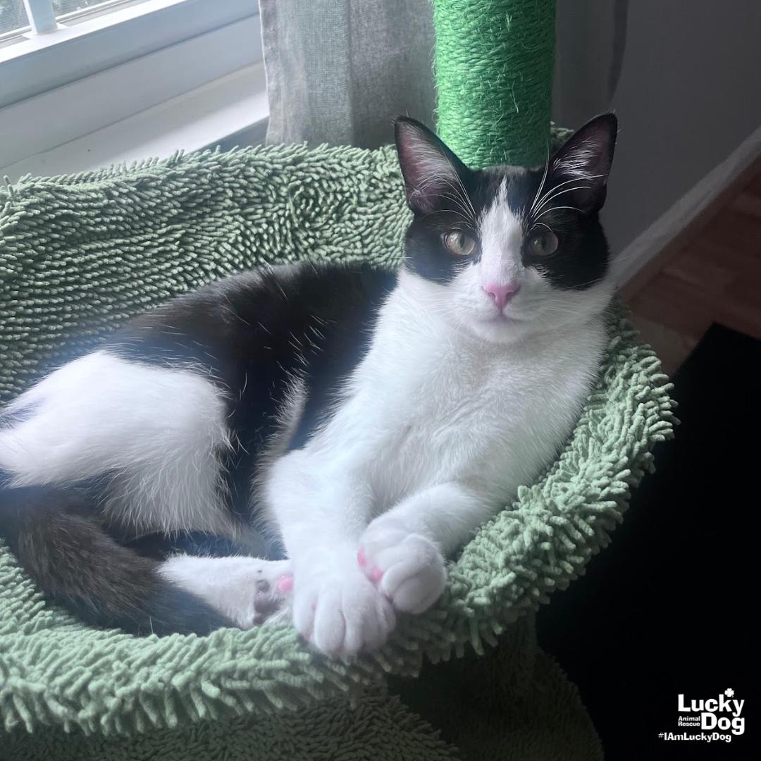 Enlarge Teeny, a Adopted Domestic Short Hair in Washington, DC image 2/3