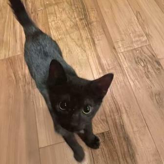 Marci, Adoptable, Kitten Female Domestic Short Hair.