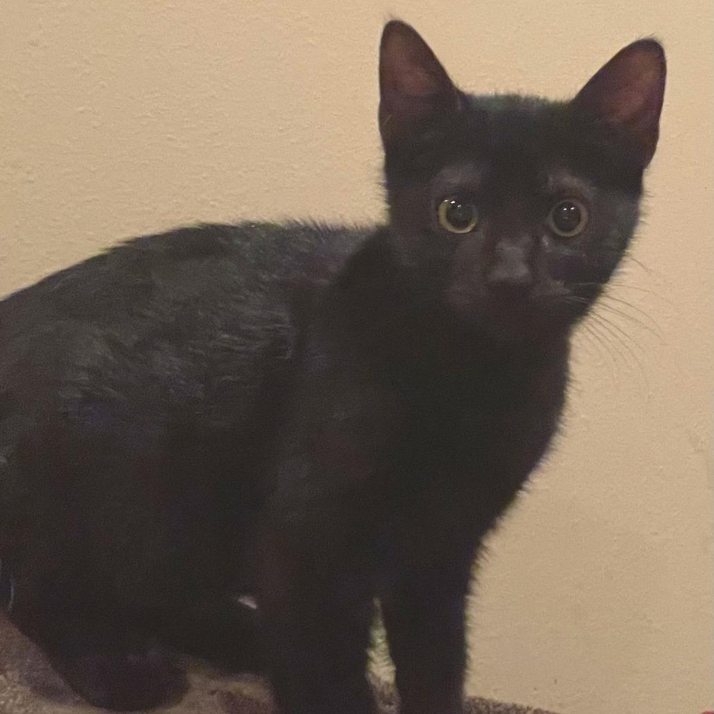 Marci, a Adoptable Domestic Short Hair in Folsom, LA image 2/2