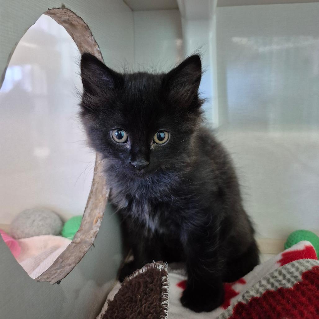 Enlarge Cinder, a Adoptable Domestic Medium Hair in Drumheller, AB image 1/2