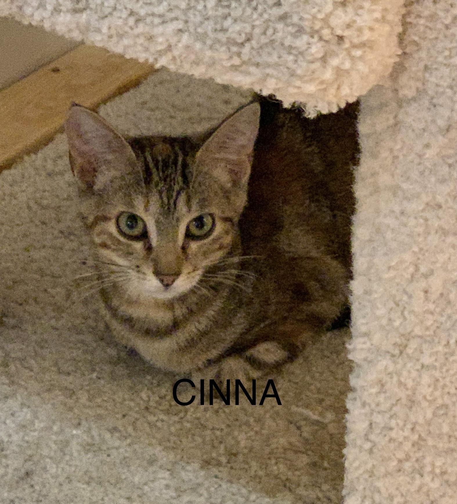 Cinna, ADOPTABLE, Young Female Domestic Short Hair.