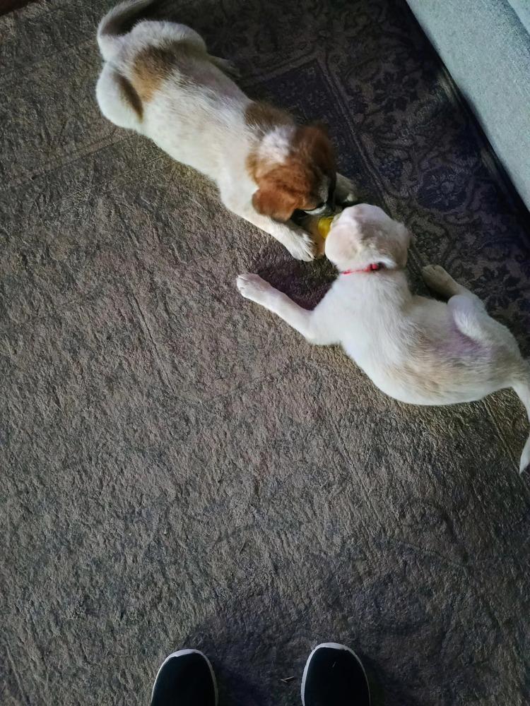 Wilbur, Adoptable, Young Male Labrador Retriever & Cattle Dog.