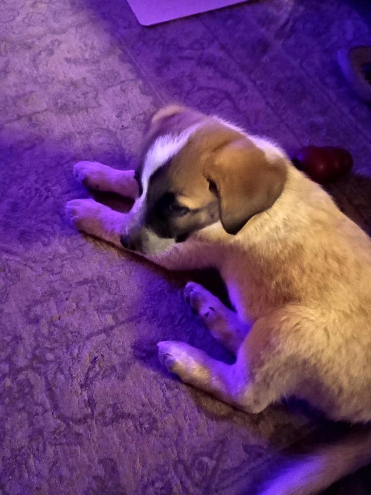 Wilbur, a Adoptable mixed breed in Aurora, CO image 2/6