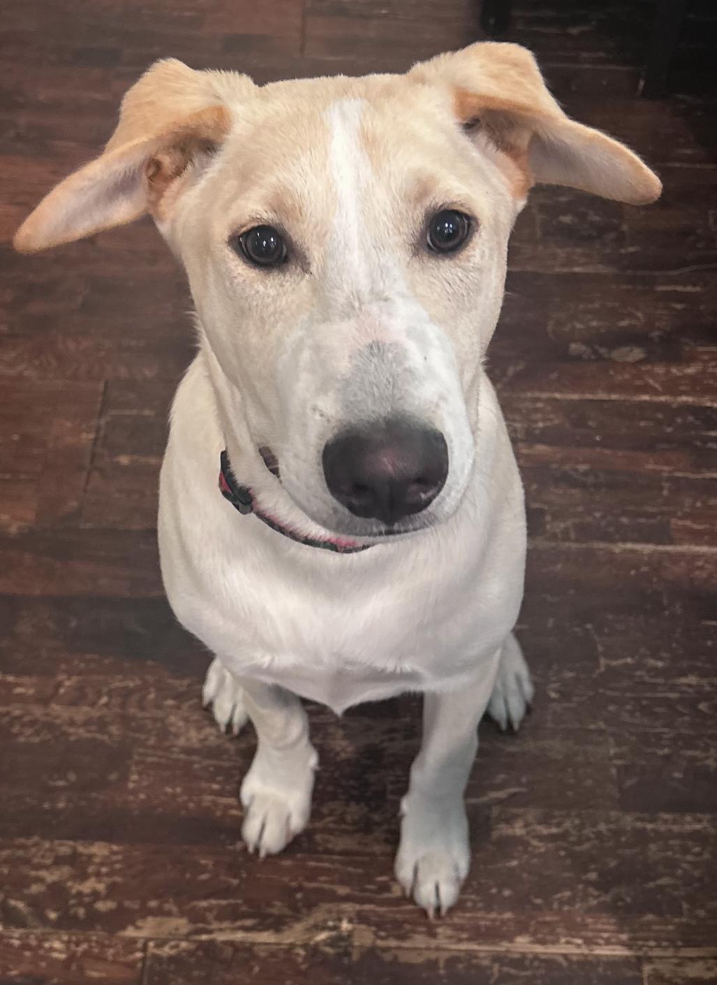 Max, a Adoptable mixed breed in Bothell, WA image 2/3