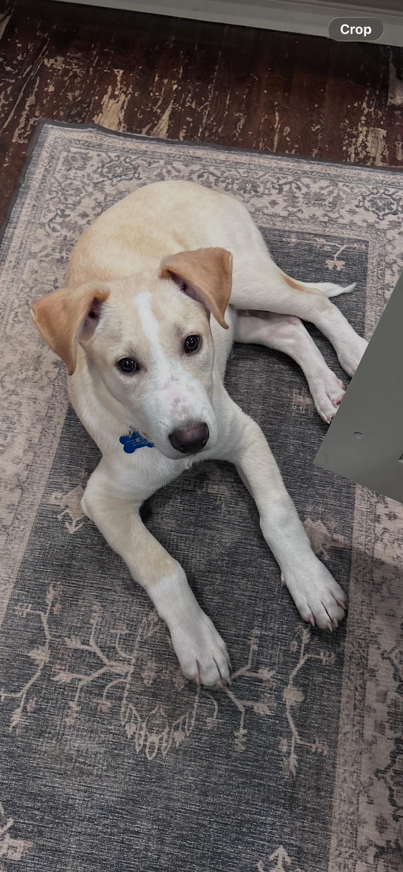 Max, a Adoptable mixed breed in Bothell, WA image 3/3