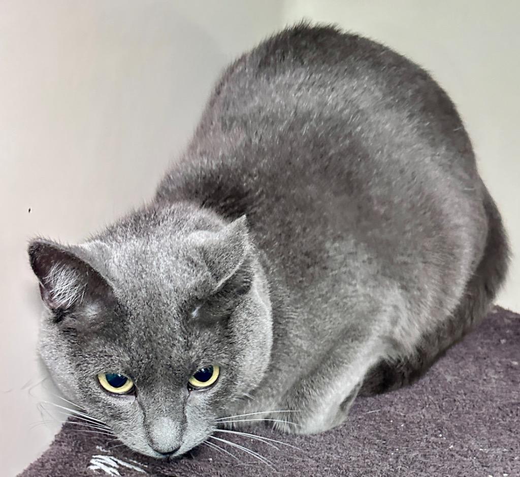 Jasmine, Adoptable, Adult Female Domestic Short Hair.