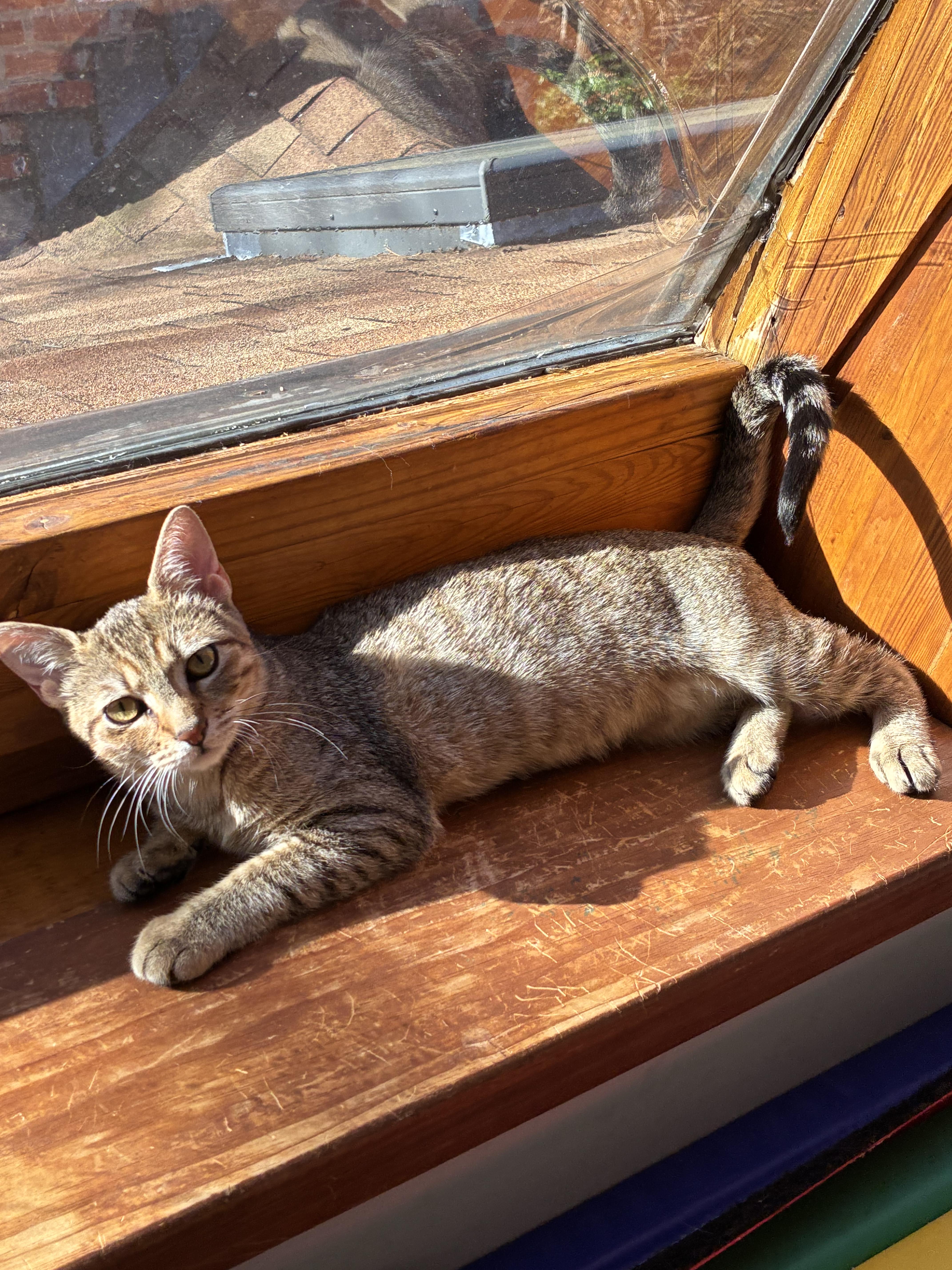 Enlarge Bette (bet-a), an adopted Domestic Short Hair in Wellesley, MA image 2/5