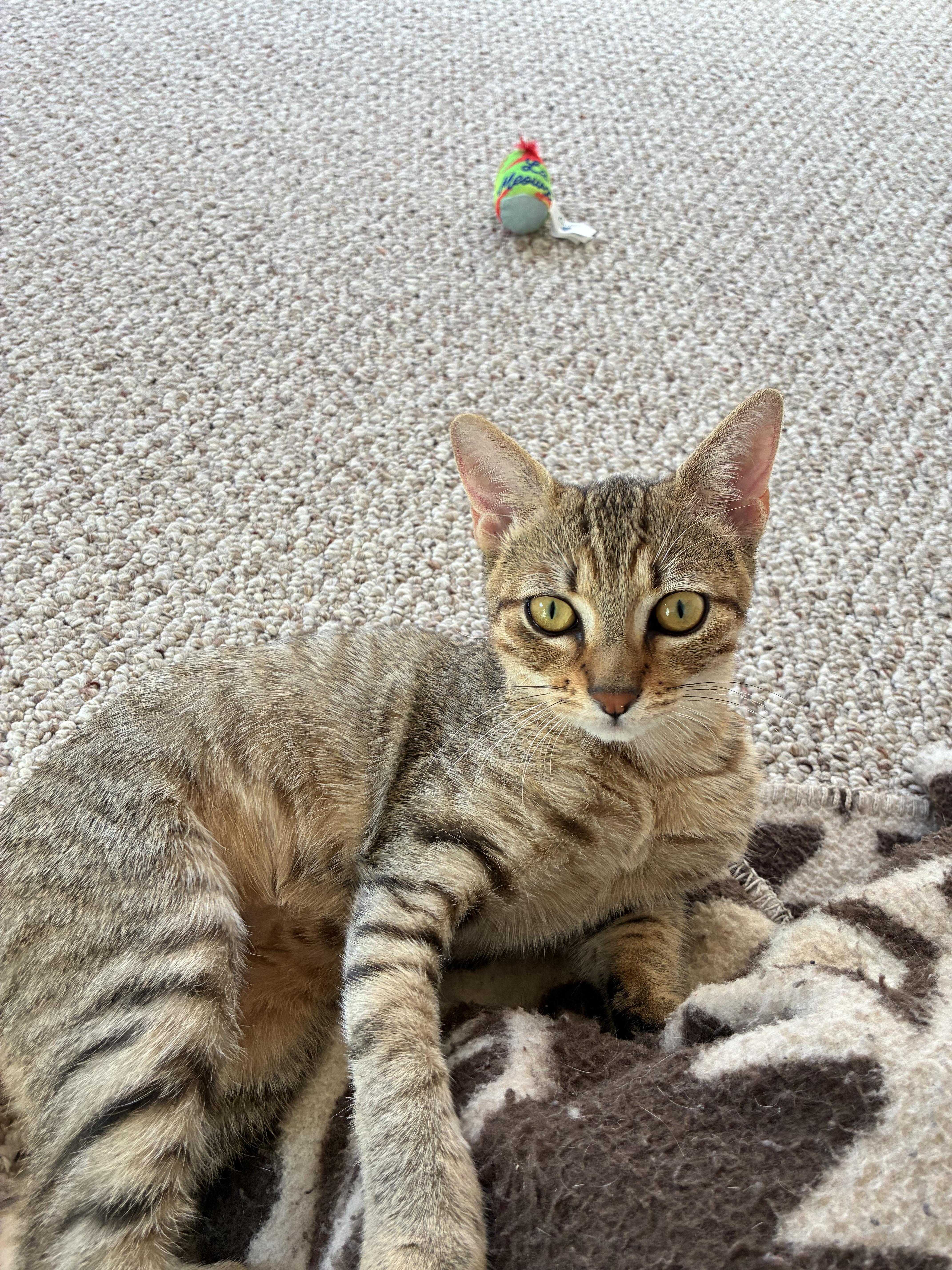 Enlarge Bette (bet-a), an adopted Domestic Short Hair in Wellesley, MA image 5/5