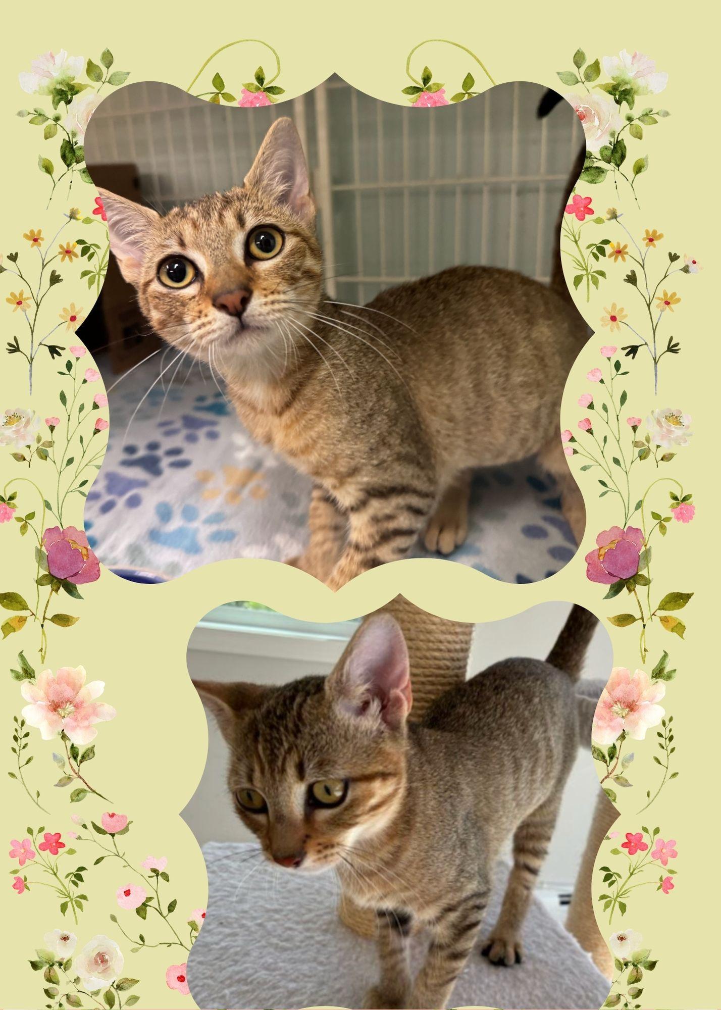 Enlarge Bette (bet-a), a ADOPTABLE Domestic Short Hair in Wellesley, MA image 2/3