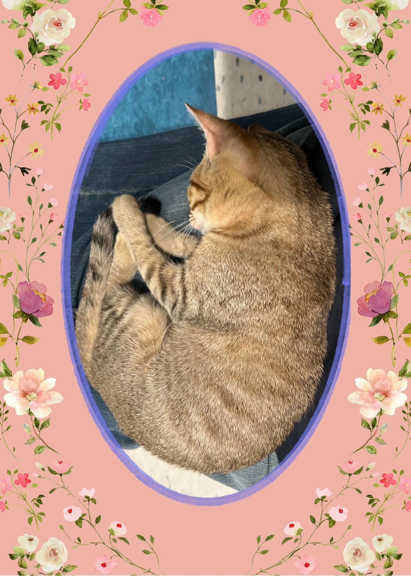 Enlarge Bette (bet-a), a ADOPTABLE Domestic Short Hair in Wellesley, MA image 3/3