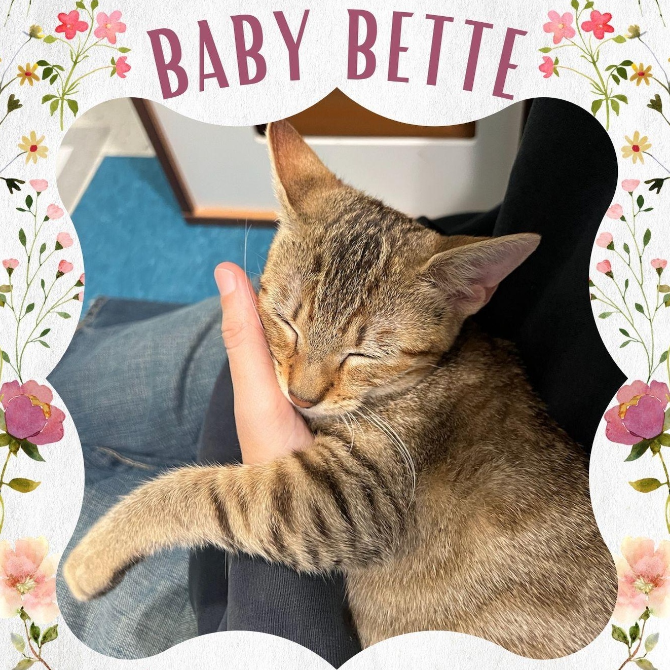 Enlarge Bette (bet-a), a ADOPTABLE Domestic Short Hair in Wellesley, MA image 1/3