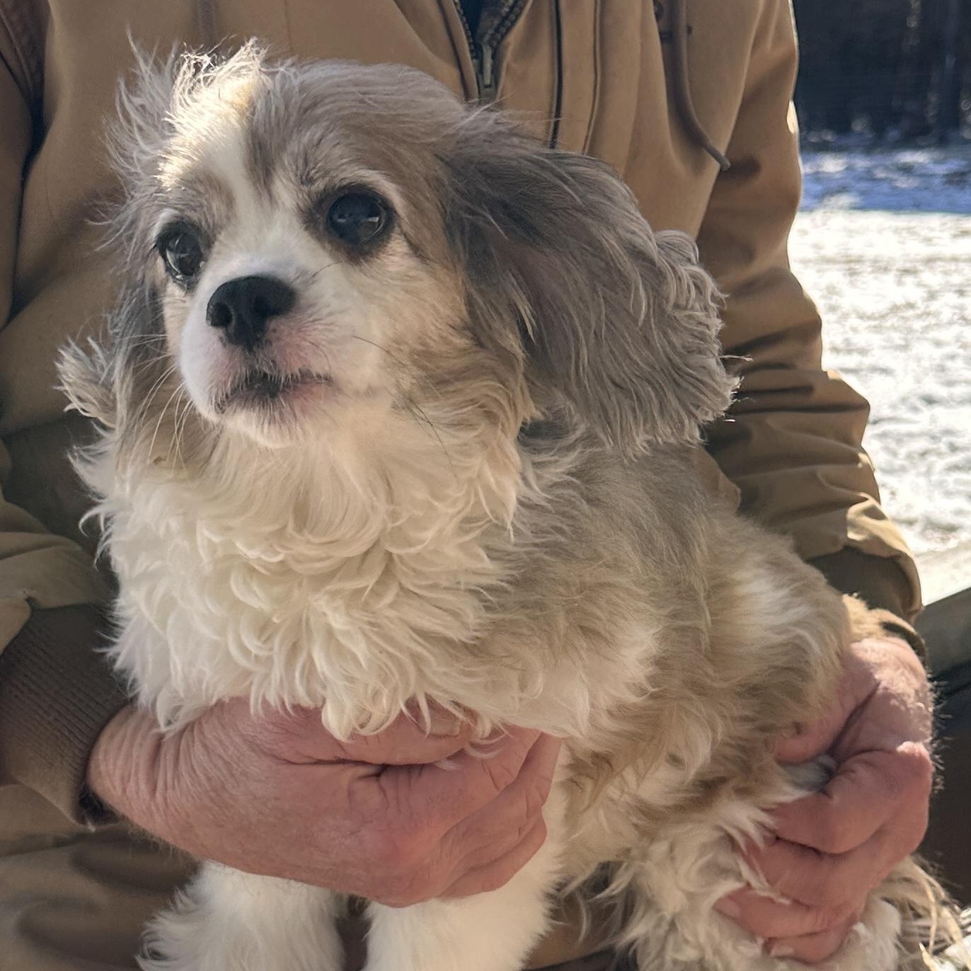 Bubba, adopted, Senior Male Cocker Spaniel.