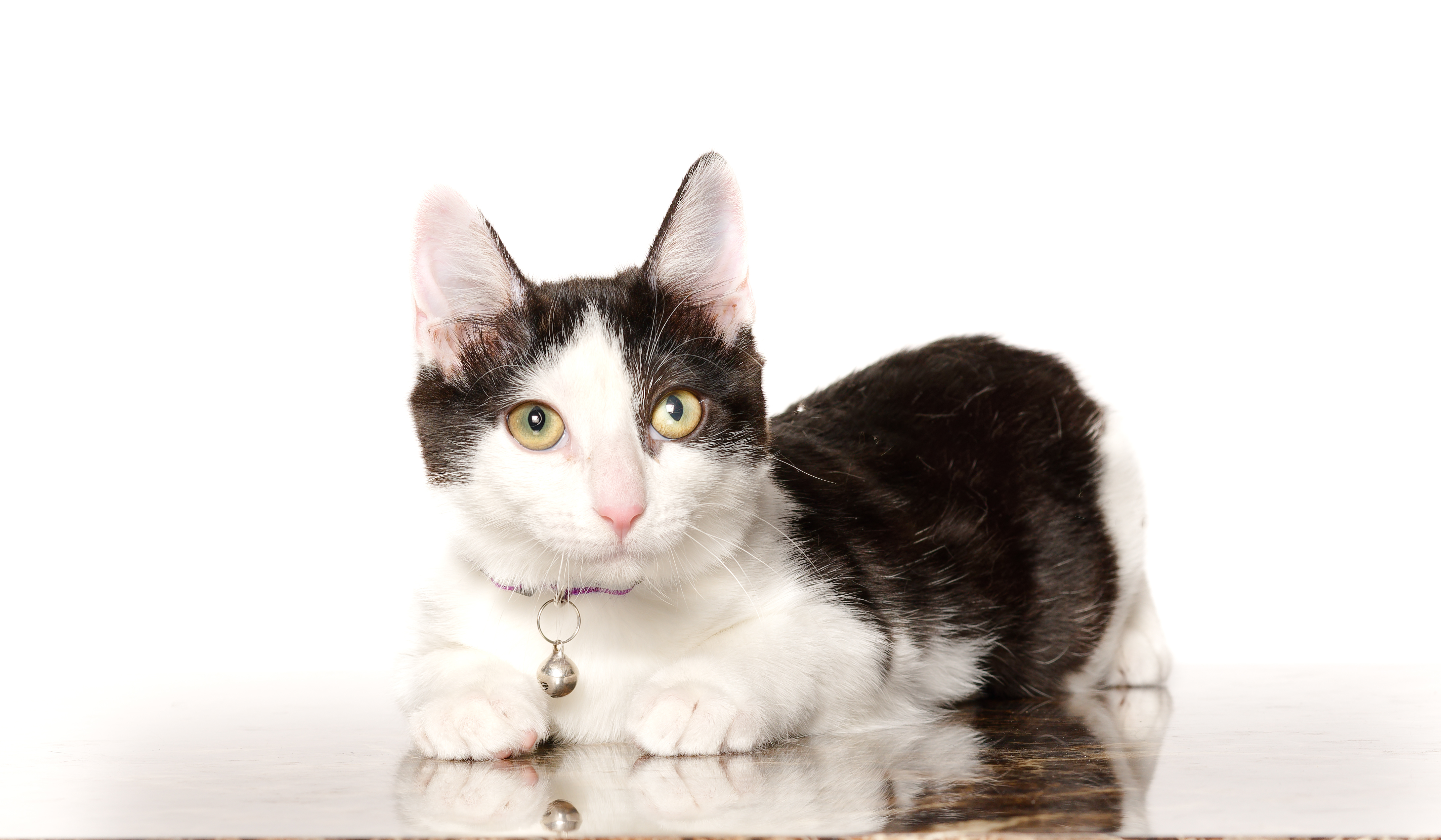 Oreo, a Adoptable mixed breed in Houston, TX image 1/4