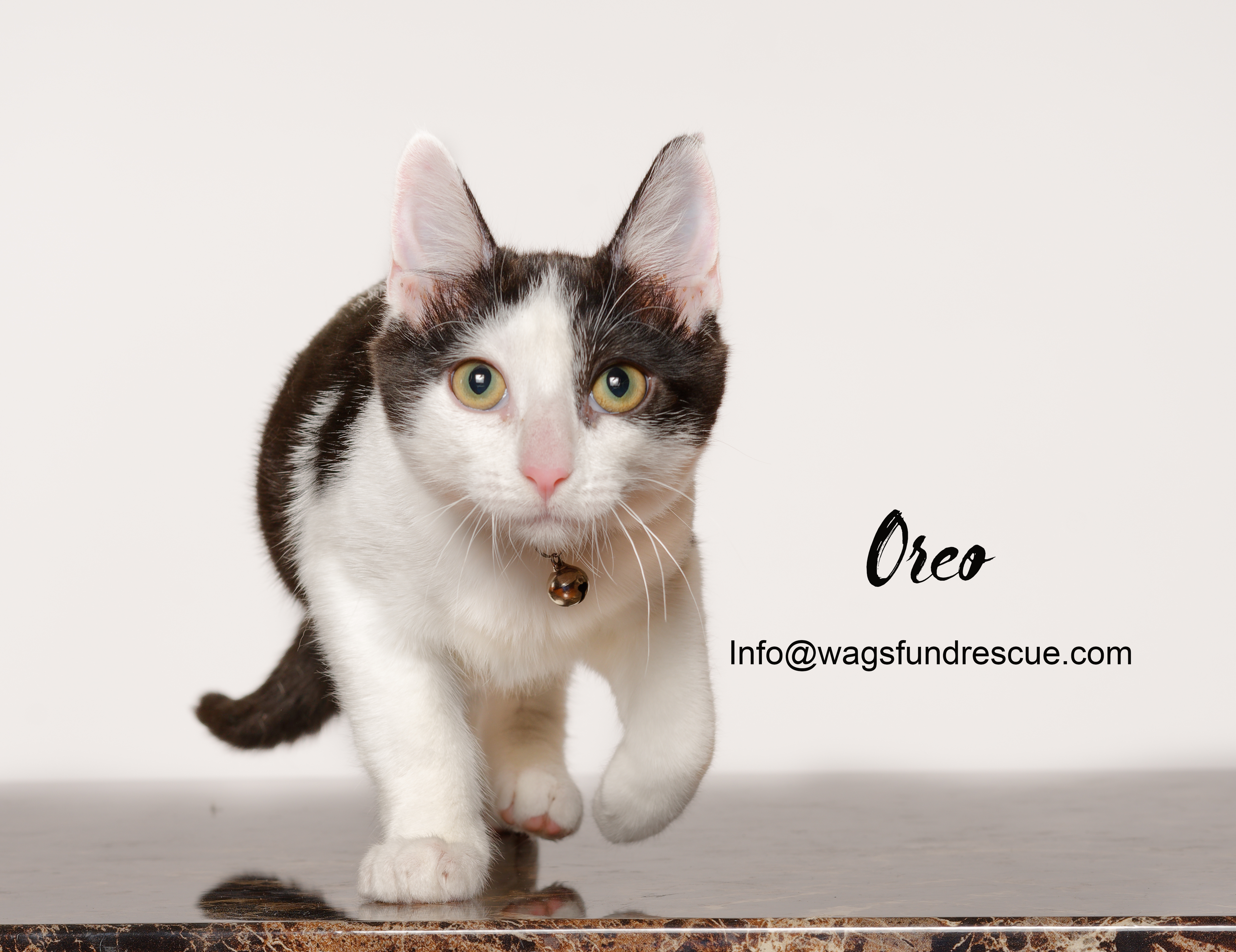 Oreo, a Adoptable mixed breed in Houston, TX image 3/4
