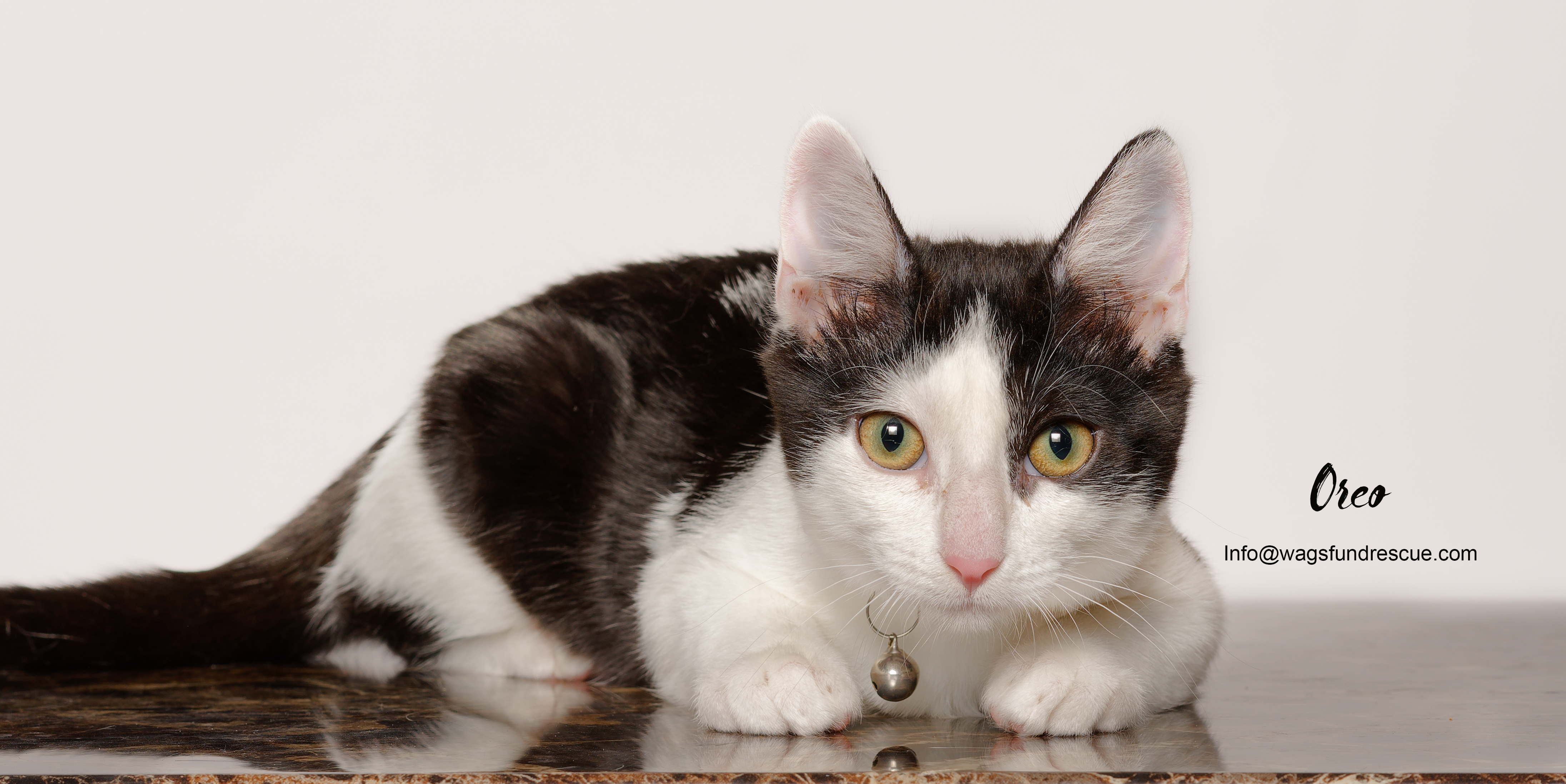 Oreo, a Adoptable mixed breed in Houston, TX image 4/4