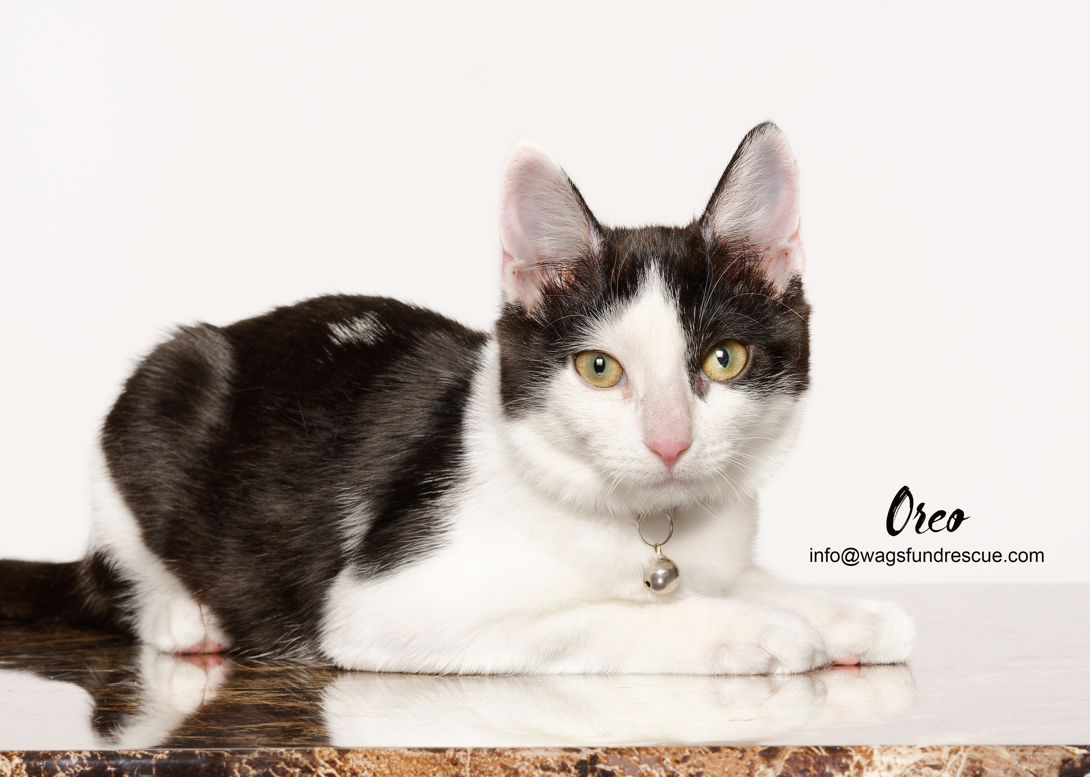 Oreo, a Adoptable mixed breed in Houston, TX image 2/4