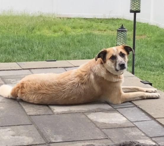 Odin, a ADOPTABLE mixed breed in Godfrey, IL image 3/6