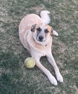 Odin, a ADOPTABLE mixed breed in Godfrey, IL image 6/6