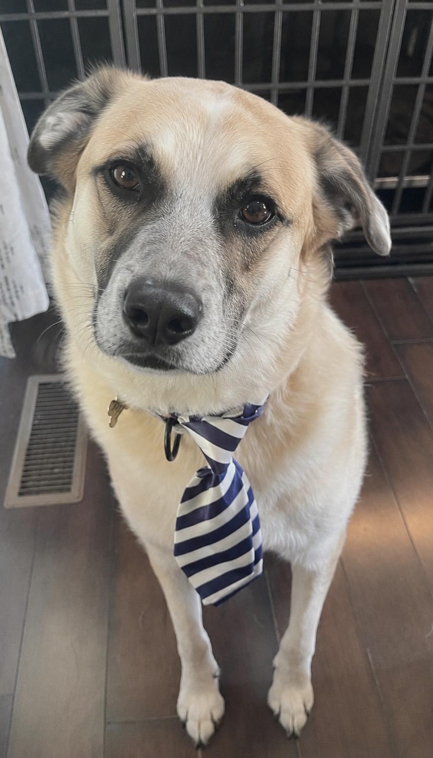 Odin, ADOPTABLE, Adult Male Great Pyrenees & Cattle Dog.