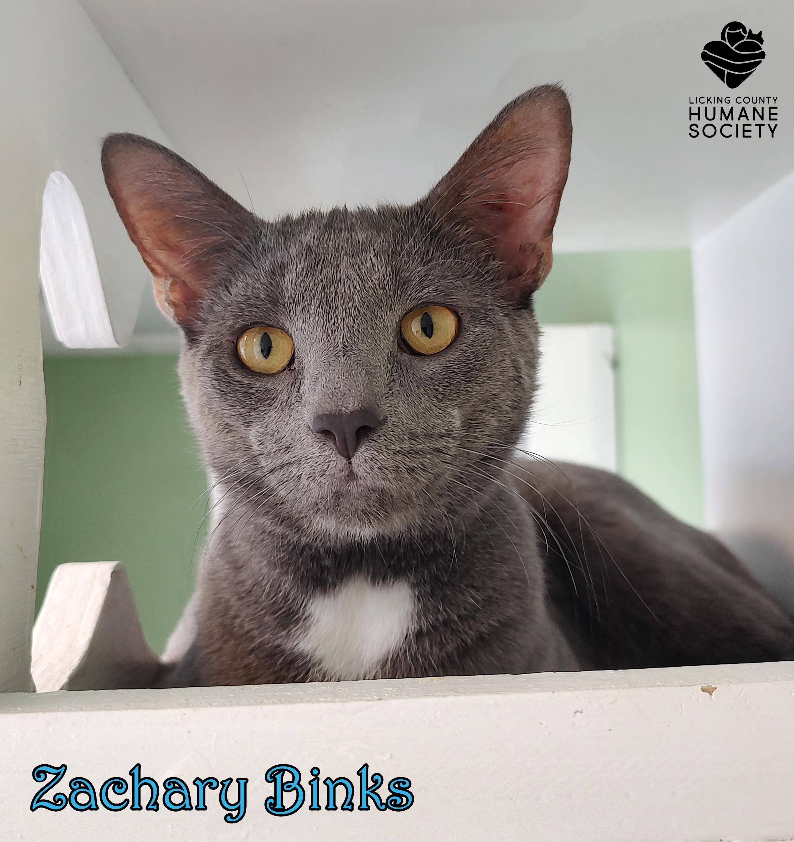 Zachary Binks, Adoptable, Adult Male Domestic Short Hair.