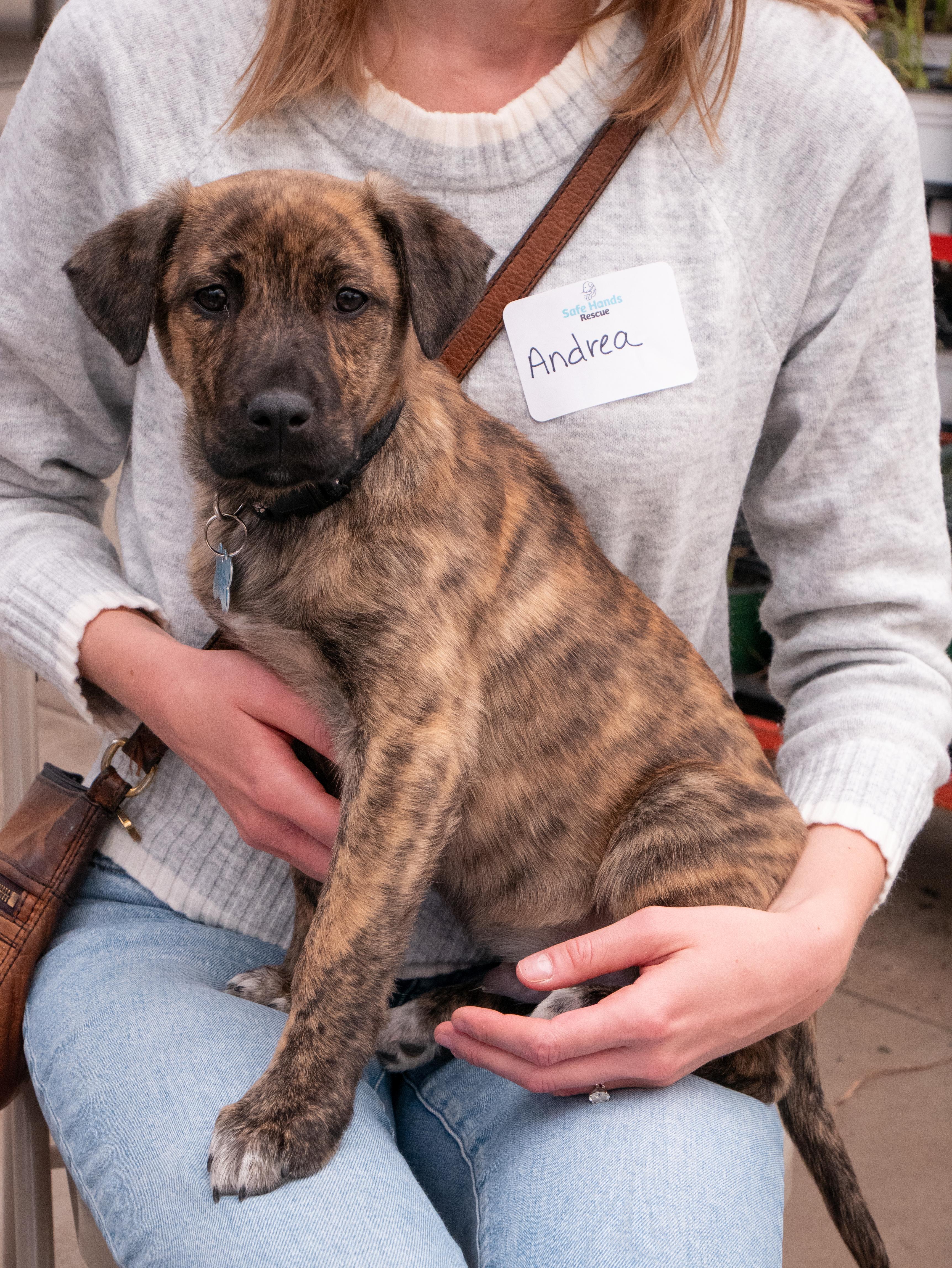 Ethan, a ADOPTABLE mixed breed in Minneapolis, MN image 3/6