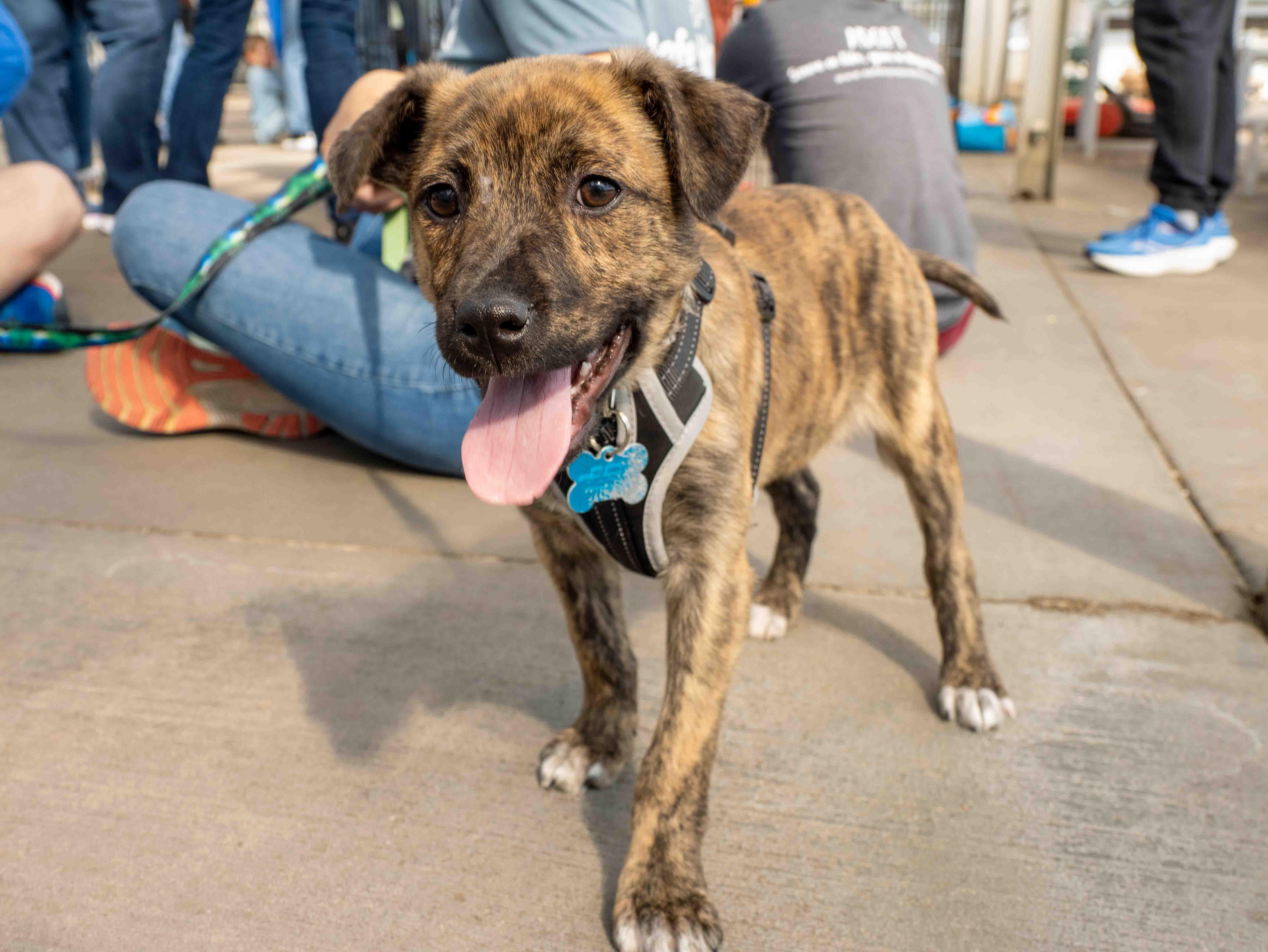 Ethan, ADOPTABLE, Puppy Male Retriever & Shepherd.