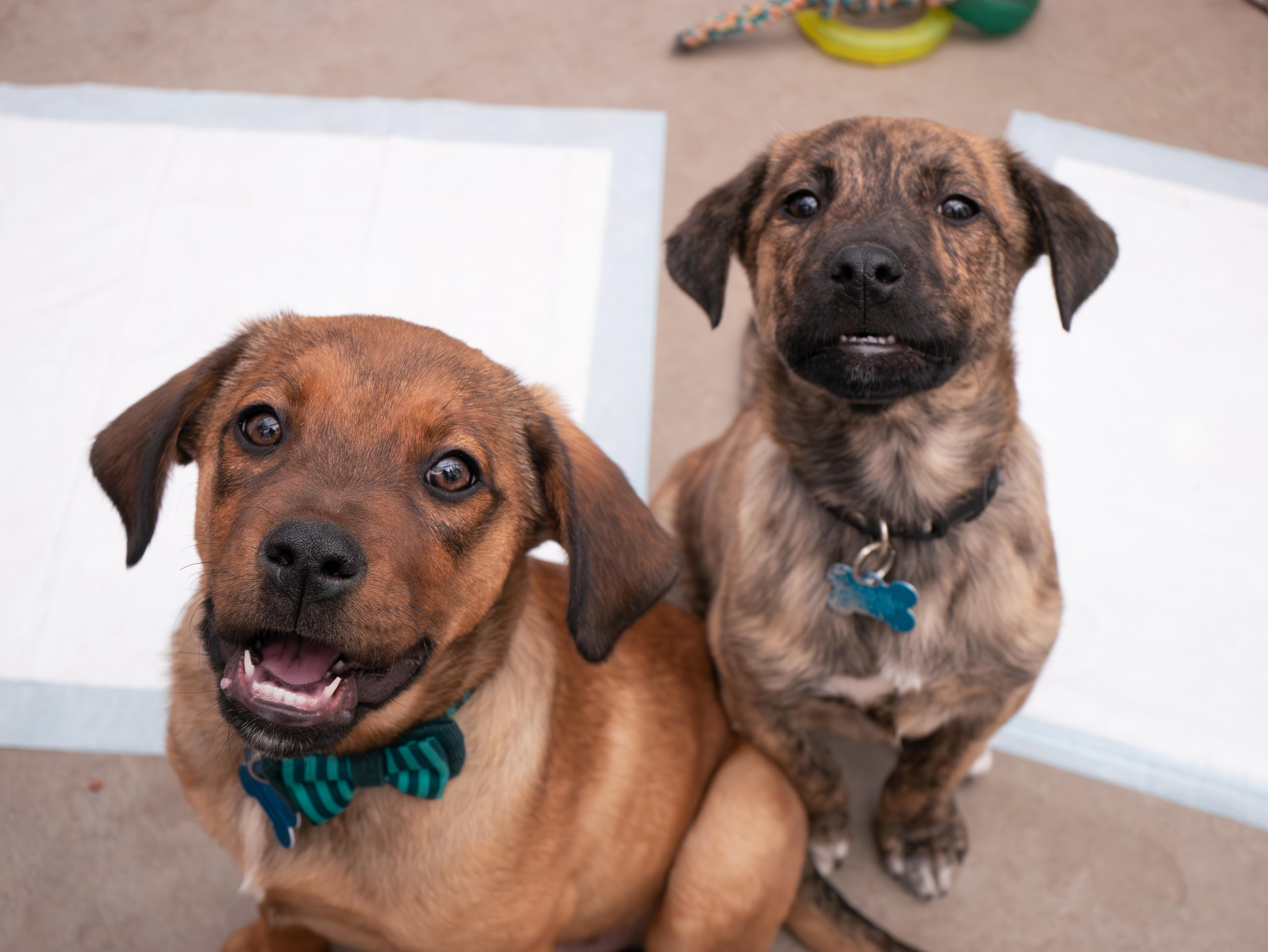 Ethan, a ADOPTABLE mixed breed in Minneapolis, MN image 4/6