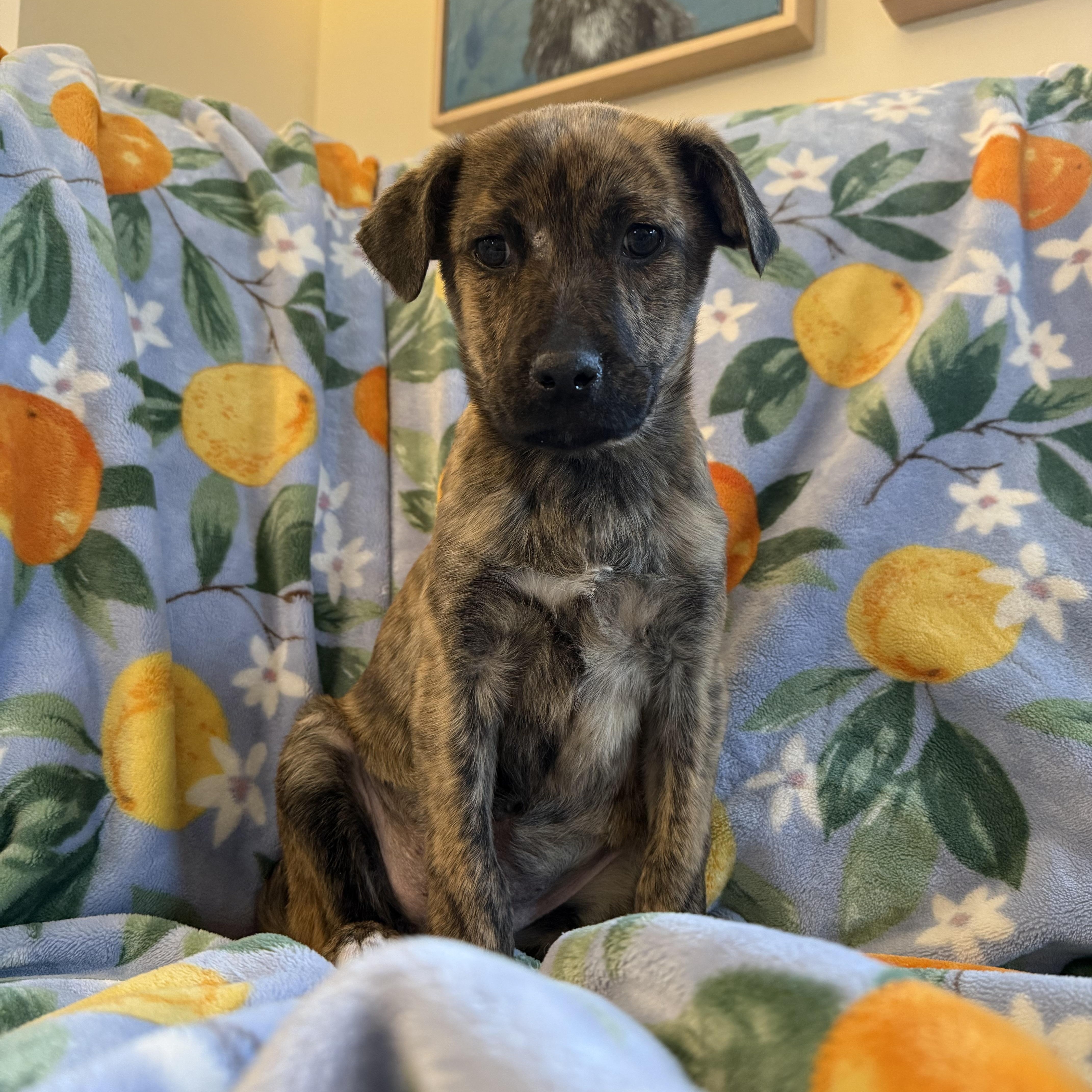 Ethan, a ADOPTABLE mixed breed in Minneapolis, MN image 5/6